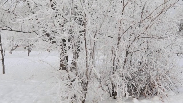 被白雪覆盖的城市公园视频素材