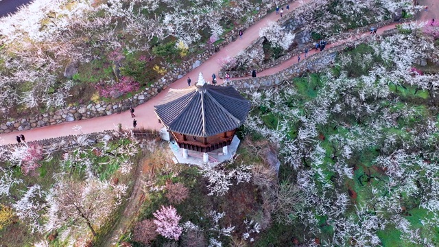 光阳梅洼村/全罗南道光阳寺视频素材