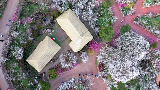 光阳梅洼村/全罗南道光阳寺视频素材