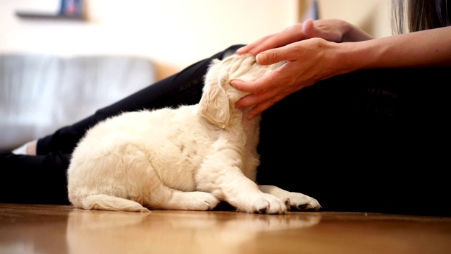 金毛猎犬小狗视频素材