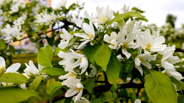 开花的苹果树枝。室外景观视频素材