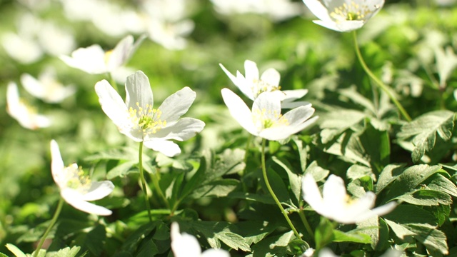 银莲花-木银莲花视频素材