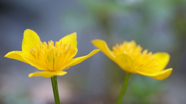 Caltha palustris，被称为沼泽金盏花和金凤花，是一个小到中等大小视频素材