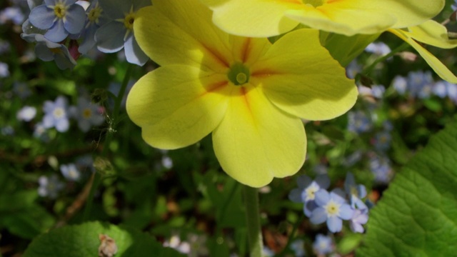 鲜花,特写视频素材