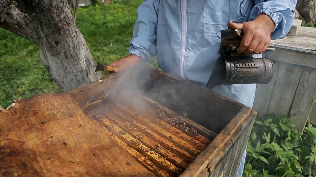 近距离观察养蜂人使用一个吸烟者冷静的蜜蜂。养蜂人的手与烟工具视频素材