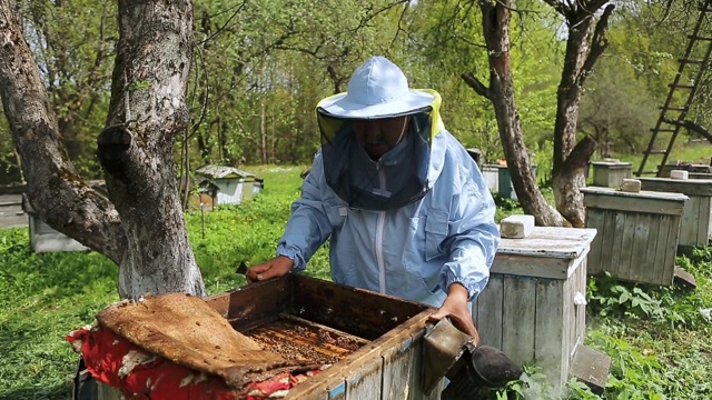 近距离观察养蜂人使用一个吸烟者冷静的蜜蜂。养蜂人的手与烟工具视频素材