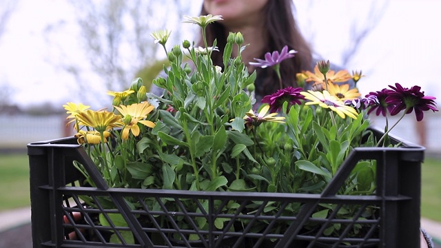 五颜六色的花，种在女孩的手中视频素材