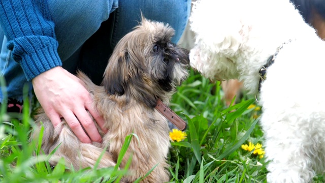 中国御犬坐在草地上，旁边是贵宾犬视频素材