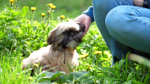 中国御犬坐在草地上，旁边是贵宾犬视频素材