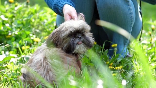 中国御犬坐在草地上，旁边是贵宾犬视频素材