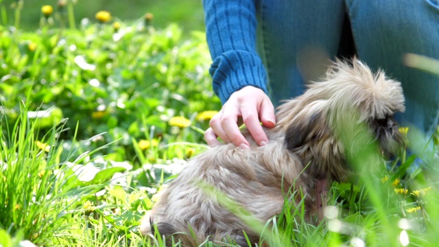 中国御犬坐在草地上，旁边是贵宾犬视频素材