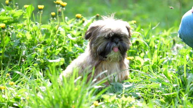 中国御犬坐在草地上，旁边是贵宾犬视频素材