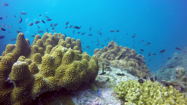 海洋潜水，水下五彩缤纷的热带珊瑚礁海景。海洋深处的一群海洋鱼类。软、硬珊瑚水生生态乐园背景。爱好水上极限运动。视频素材