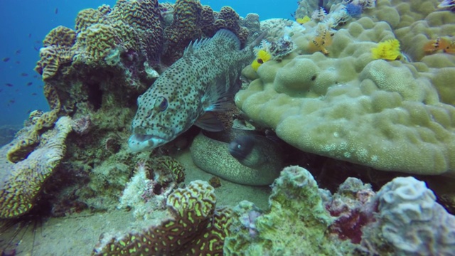 海洋潜水，水下五彩缤纷的热带珊瑚礁海景。深海中危险有毒的海鳗。珊瑚水生生态乐园背景。水上极限运动爱好。视频素材