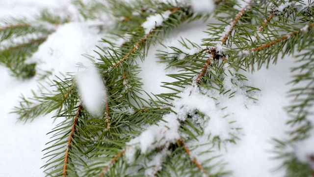 雪花以圣诞树或松树为背景缓缓飘落视频素材