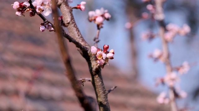 桃树春花，果树传粉蜜蜂视频素材