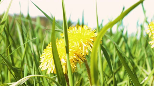 野生蒲公英花视频下载