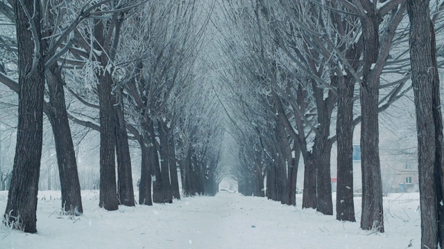 冬天的暴风雪以雪树巷为背景，以寒冷的城市为背景。冬季景观降雪，而暴风雪在树巷覆盖雪在冬季城市。视频素材