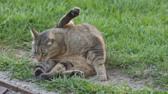 一只猫在绿色草地上清理它的尾巴。视频素材