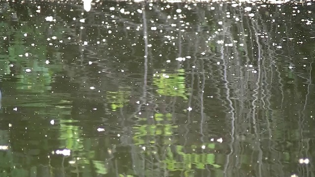 正在睡觉的公野鸭从左到右漂移视频素材