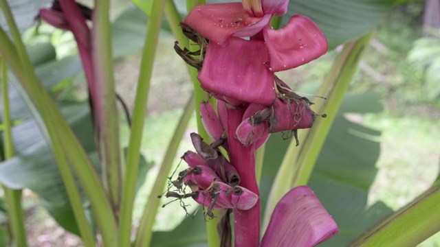 粉色香蕉花的特写(Musa Velutin)视频素材