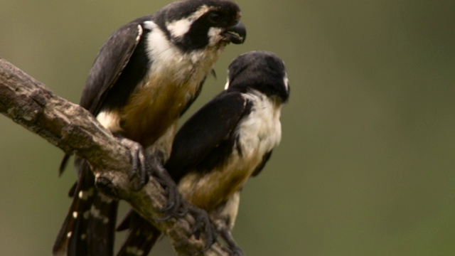 黑色的thighed falconets preen，马来西亚。视频素材