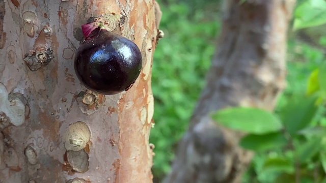 成熟的无花果挂在树干上视频素材