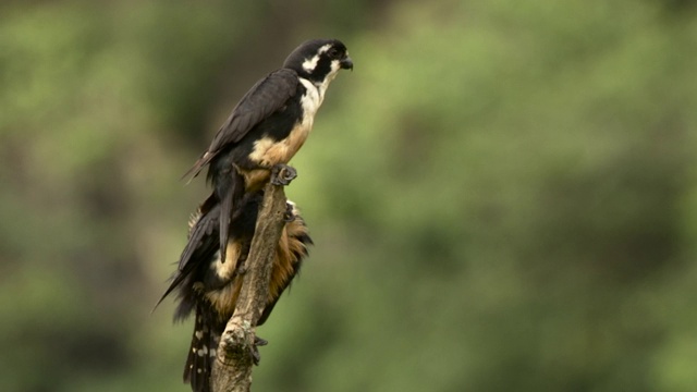 黑色的thighed falconets preen，马来西亚。视频素材