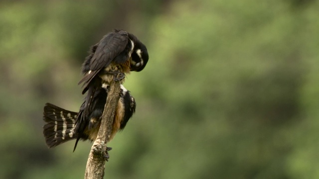 黑色的thighed falconets preen，马来西亚。视频素材