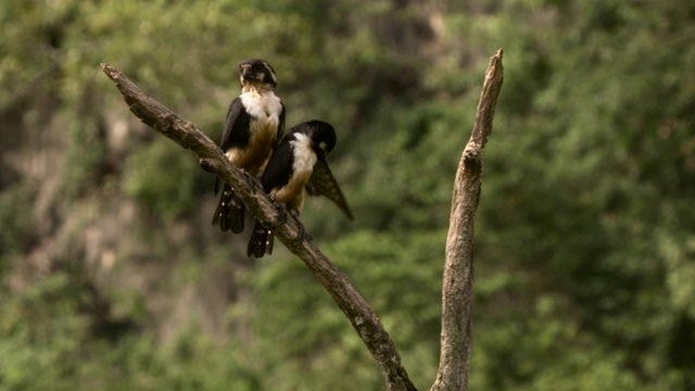 黑色的thighed falconets preen，马来西亚。视频素材