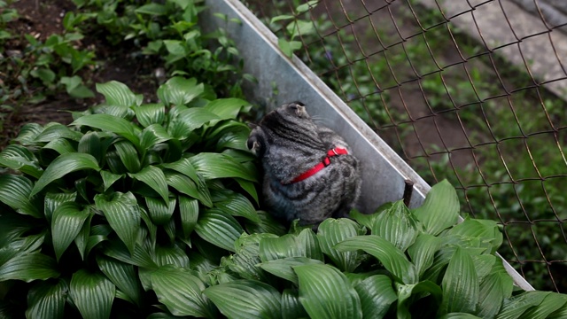 一只年轻的苏格兰折叠猫坐在花床上洗澡。有红色项圈的苏格兰猫。视频素材