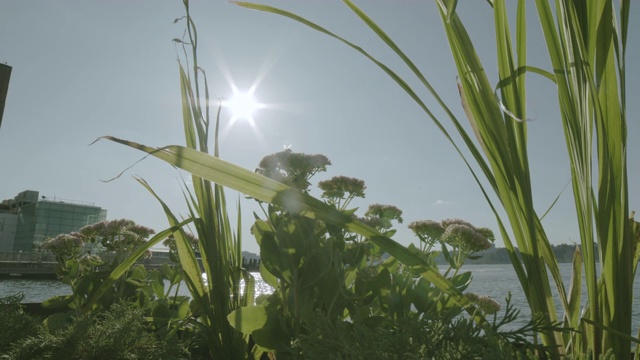 纽约市哈德逊河岸边的盆栽植物视频素材