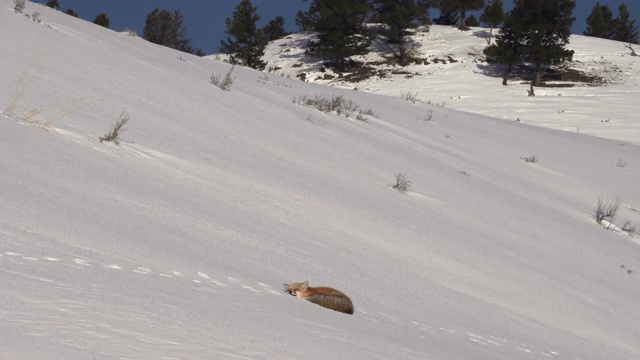 黄石公园里一只红狐在雪山上休息的广角镜头视频素材