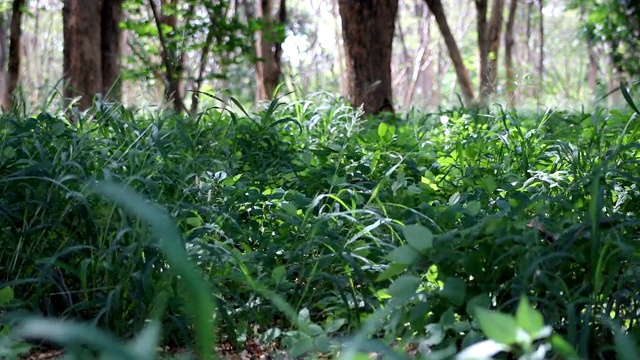 森林中的草地视频素材