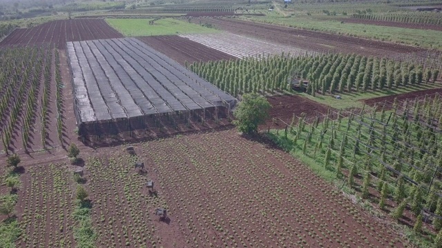 空中滑动拍摄的部分辣椒田覆盖布视频素材