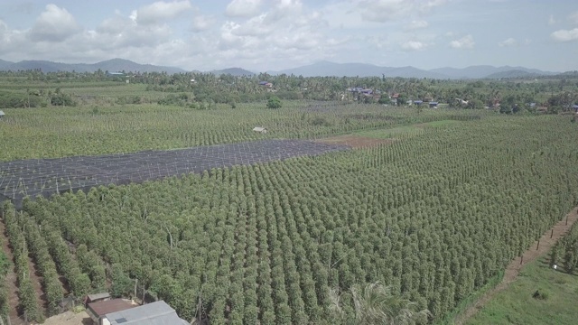 空中拍摄的胡椒种植园视频素材