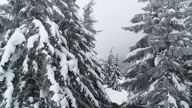 高大、浓密的老云杉生长在积雪的山坡上视频素材