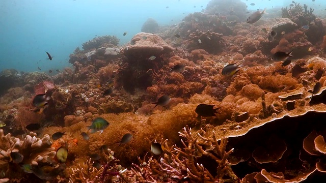 在清澈湛蓝的海水中游动着小鱼的软、硬珊瑚视频素材