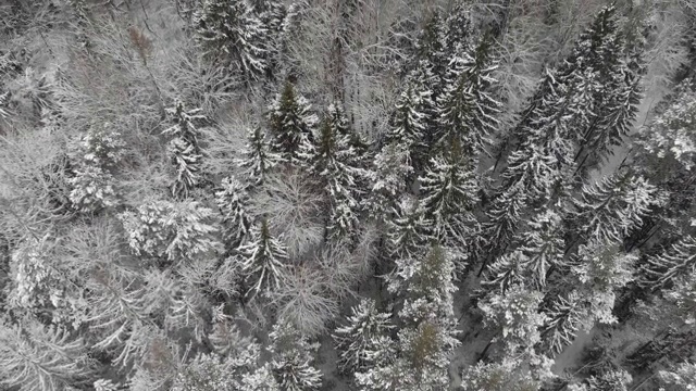 树梢上覆盖着一层白色的雪。冬天的西伯利亚针叶林。白雪覆盖的云杉森林俯视图视频素材