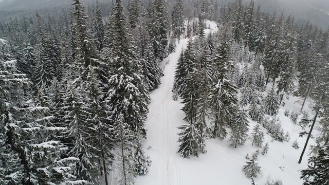 高大、浓密的老云杉生长在积雪的山坡上视频素材