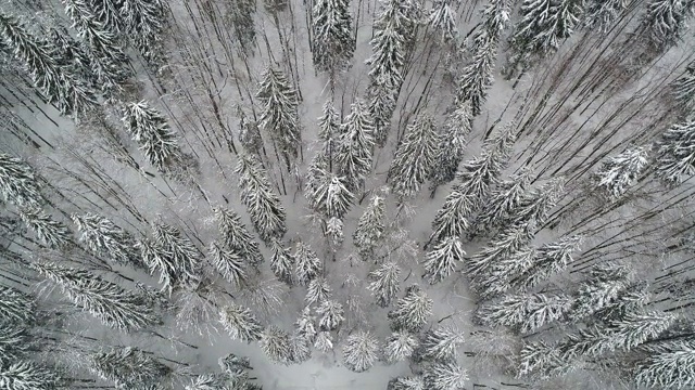 高大、浓密的老云杉生长在积雪的山坡上视频素材