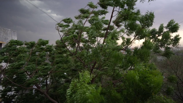 大风，吹来吹去，暴雨倾盆，暴雨吹得树木摇晃。视频素材