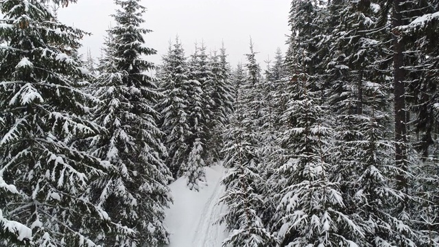 高大、浓密的老云杉生长在积雪的山坡上视频素材