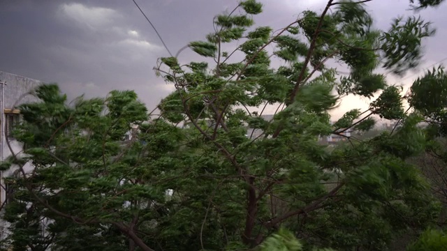 大风，吹来吹去，暴雨倾盆，暴雨吹得树木摇晃。视频素材