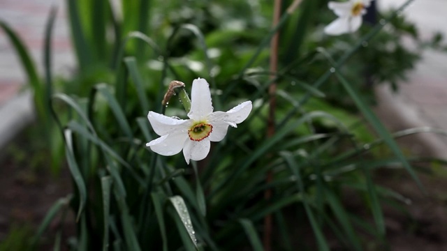 雨中花园里的白水仙。在花园里浇花。视频素材