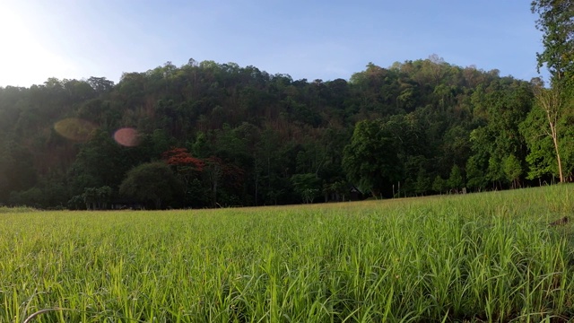 草地与阳光和山视频素材