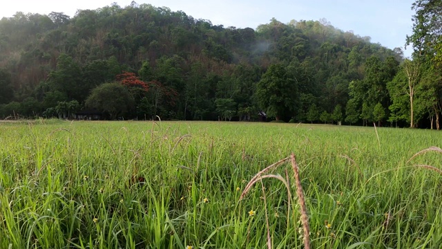 草地与阳光和山视频素材