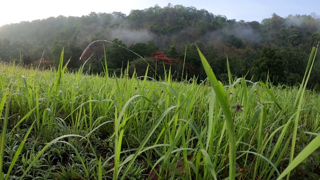 草地与阳光和山视频素材