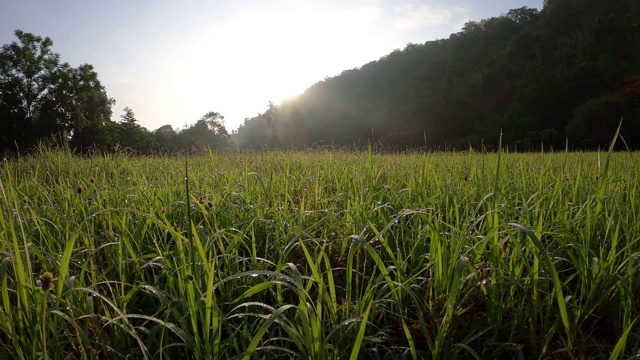 草地与阳光和山视频素材