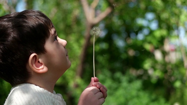 孩子在吹蒲公英视频素材